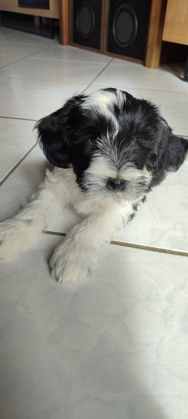 Chiot N°1