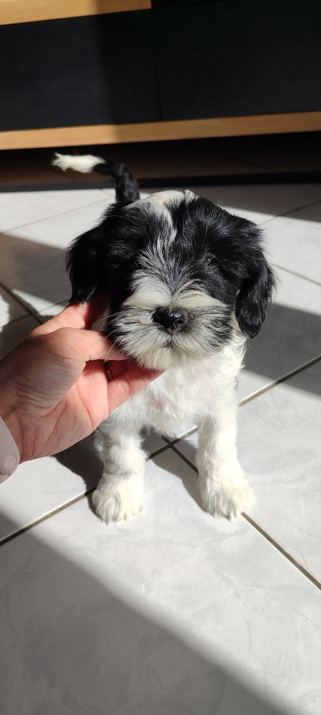 Chiot N°1