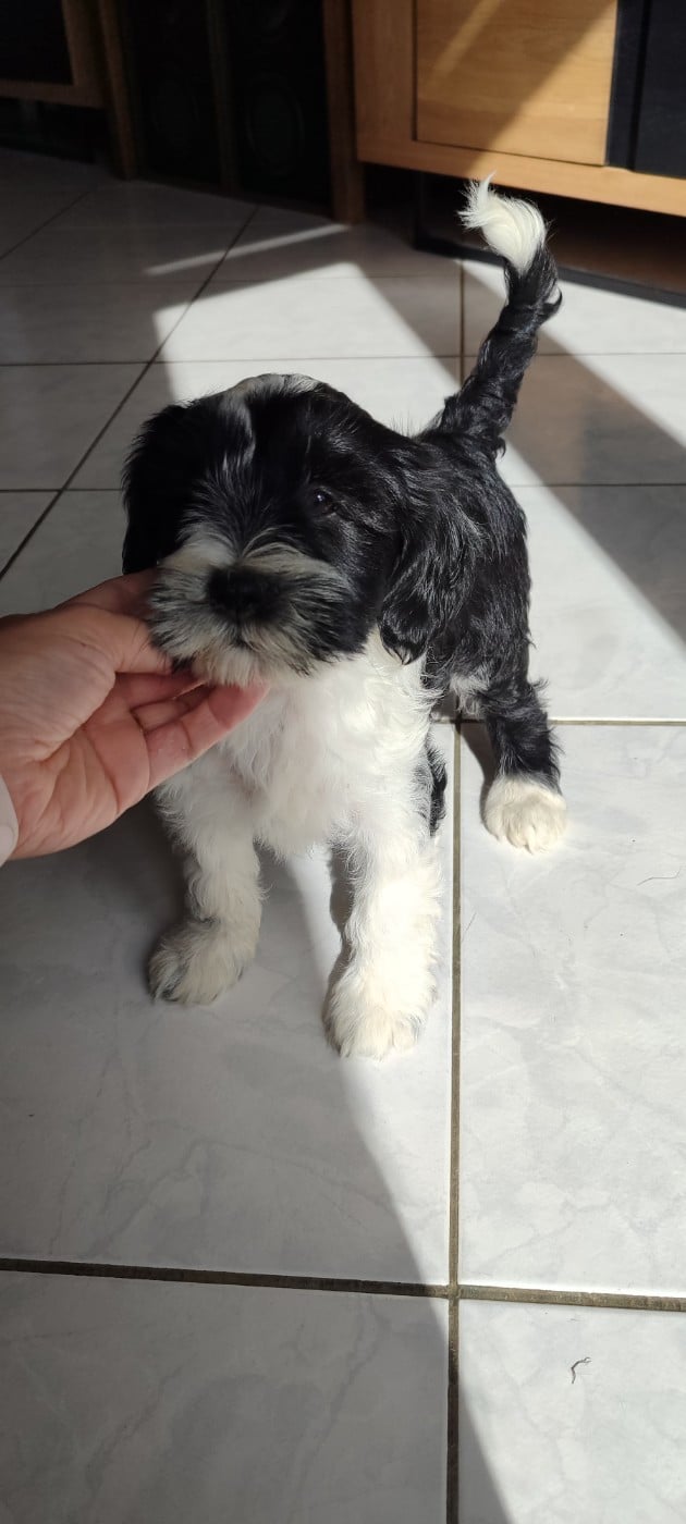 Chiot N°1