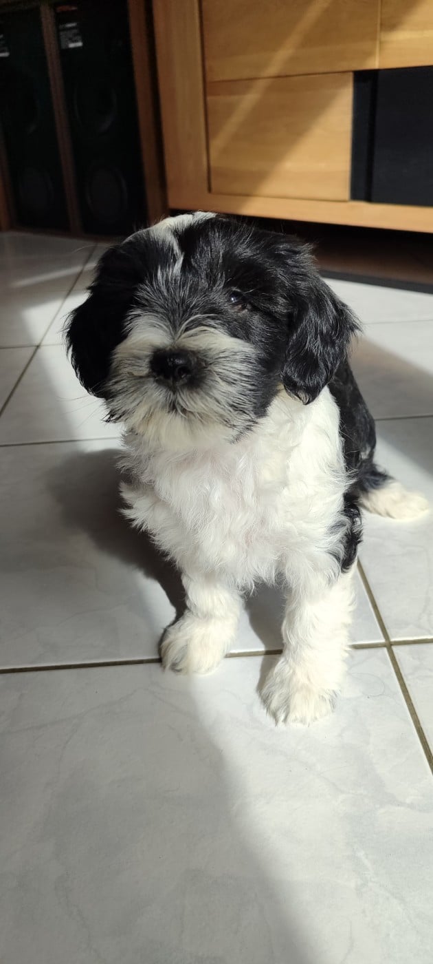 Chiot N°1