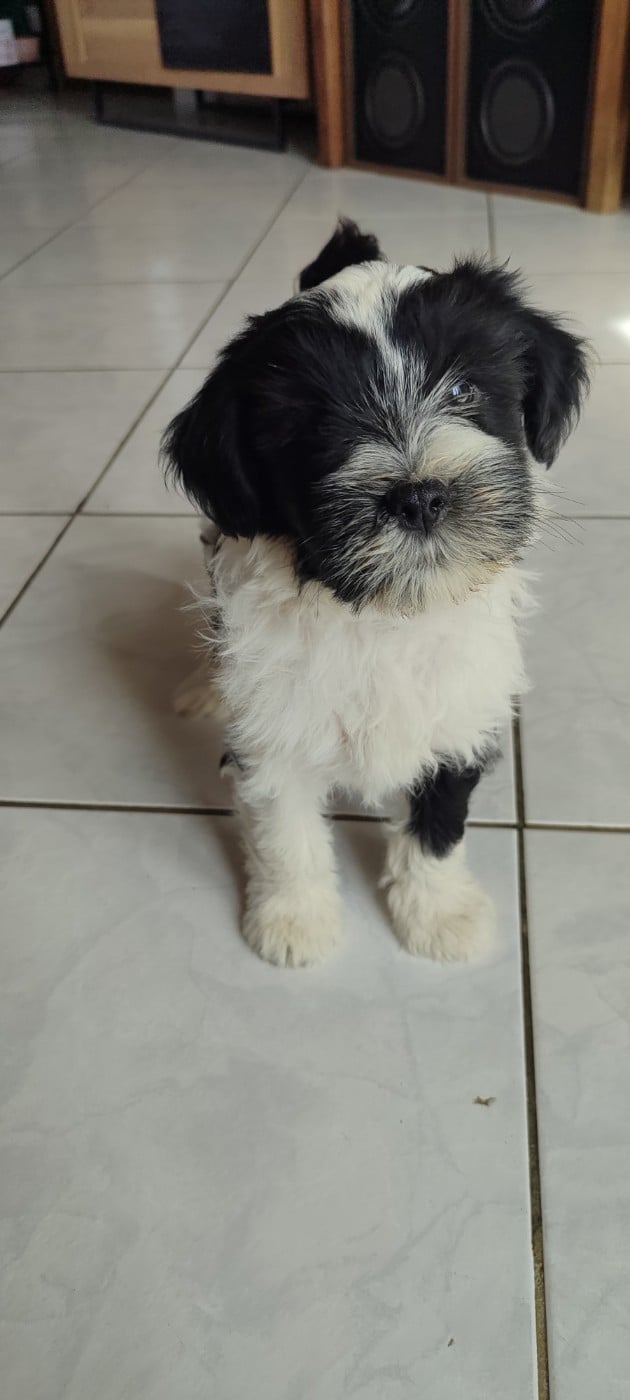 Chiot N°3
