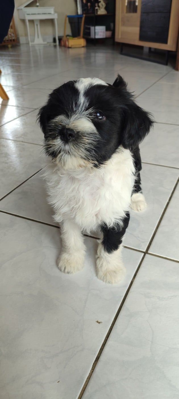 Chiot N°3