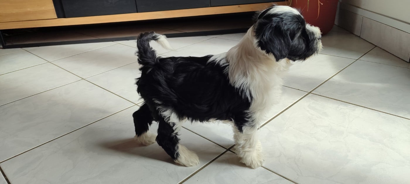 Chiot N°3