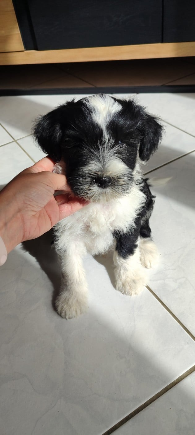 Chiot N°3