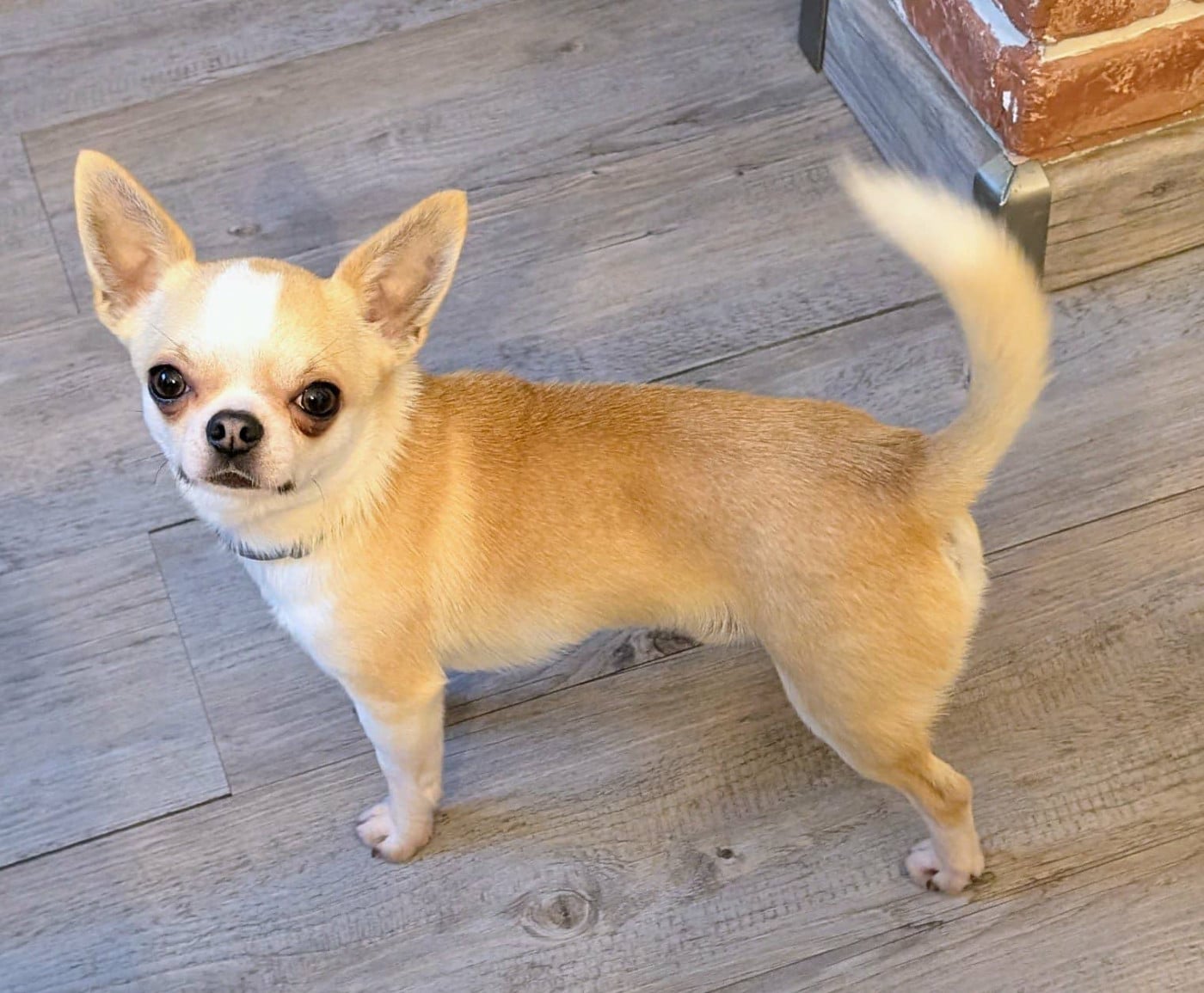 legado de lagos Veejim octavio