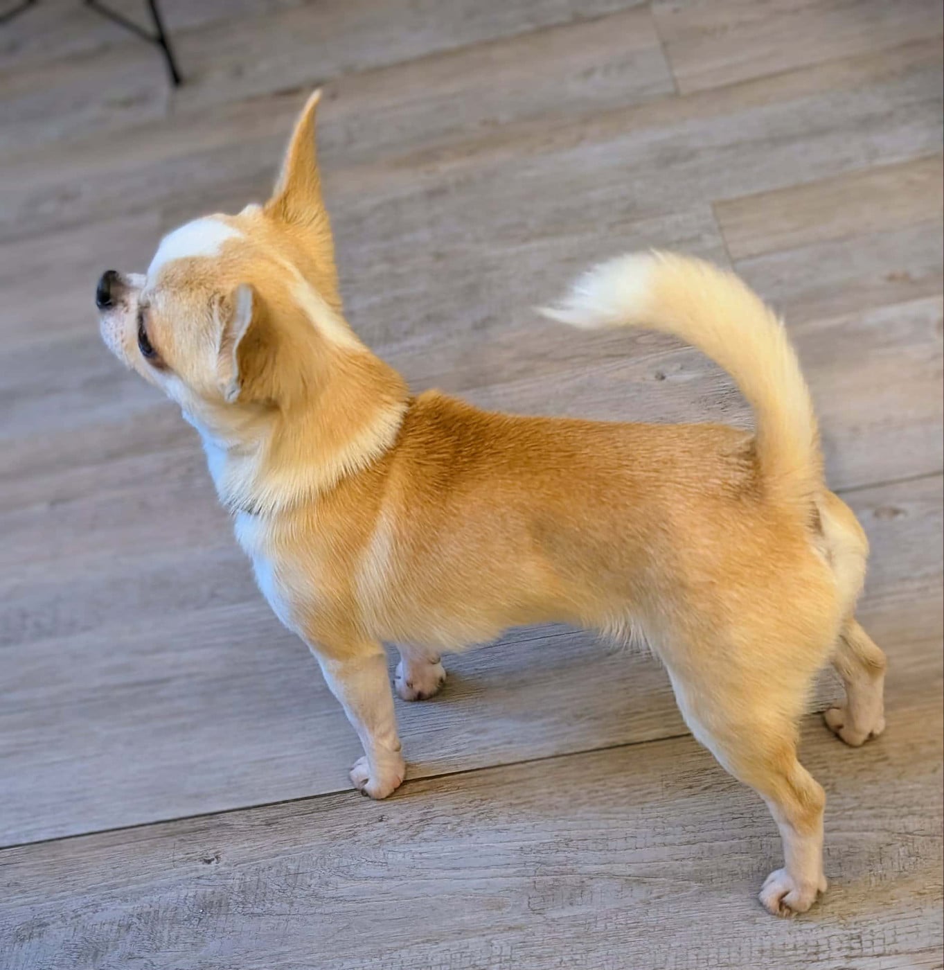 legado de lagos Veejim octavio