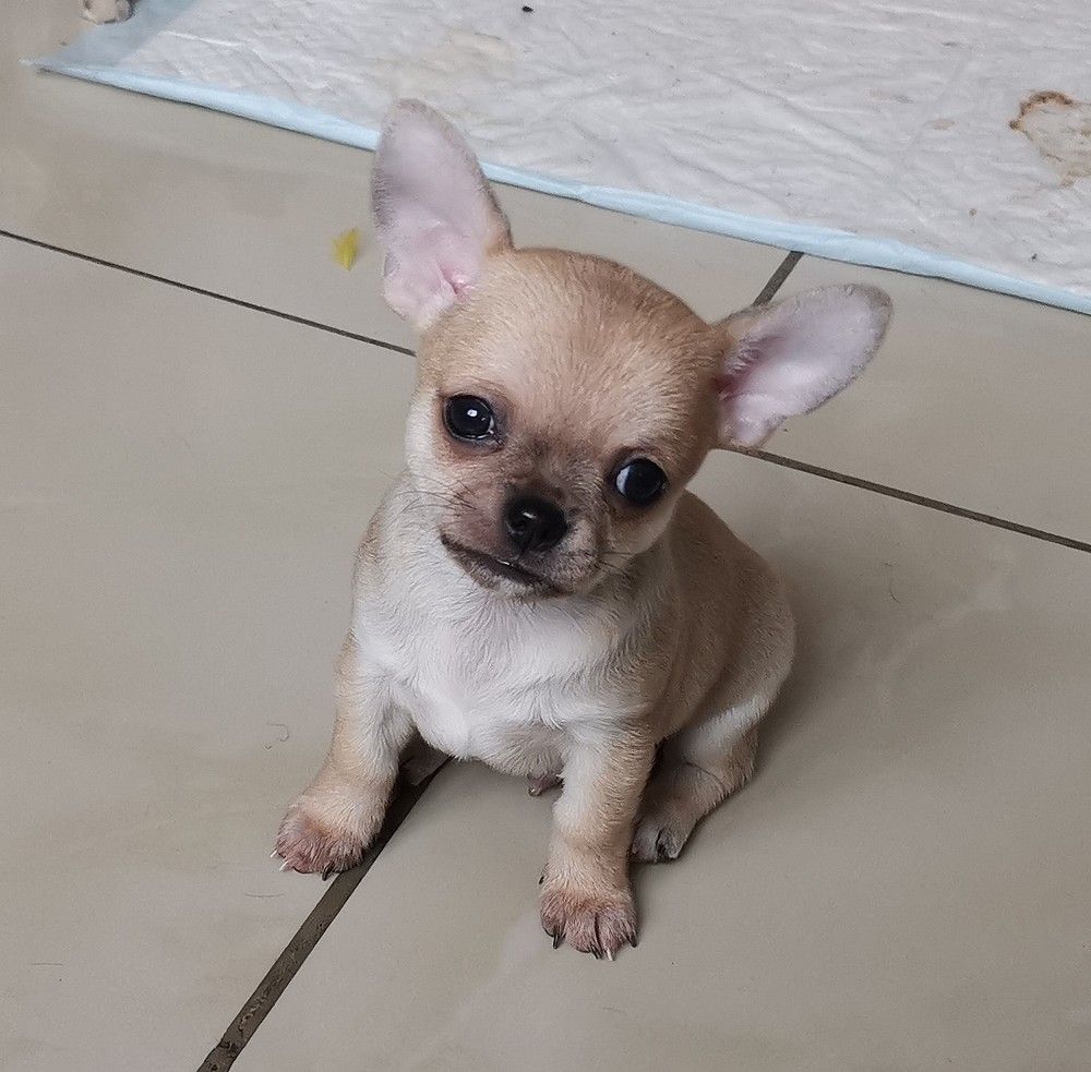 pablo