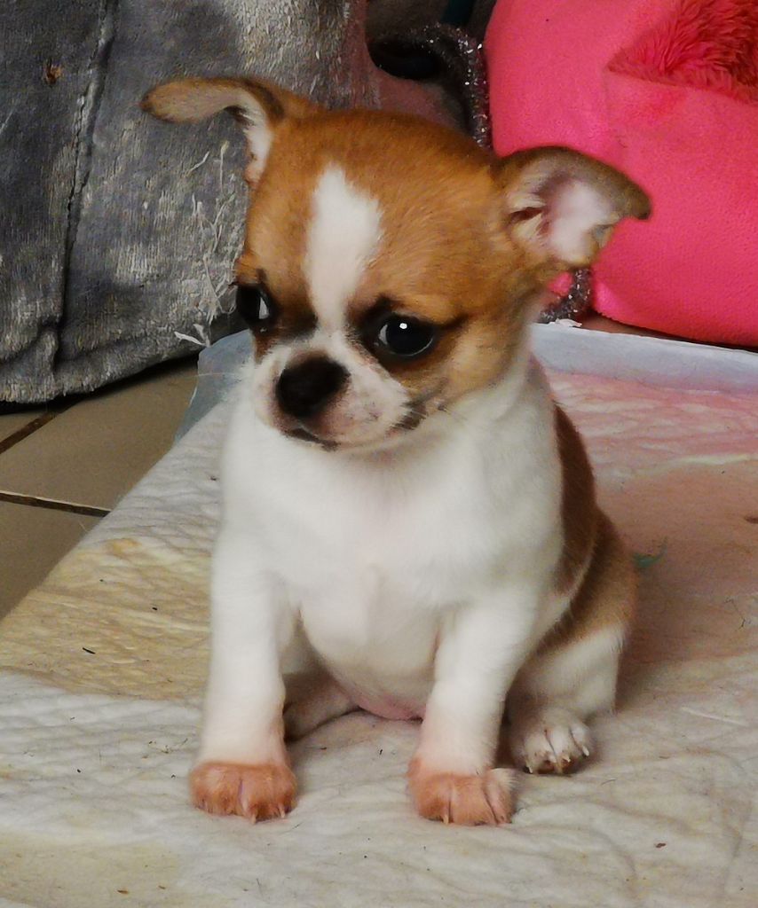 Pachouca