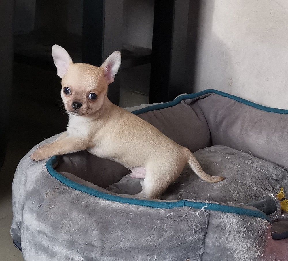 pablo