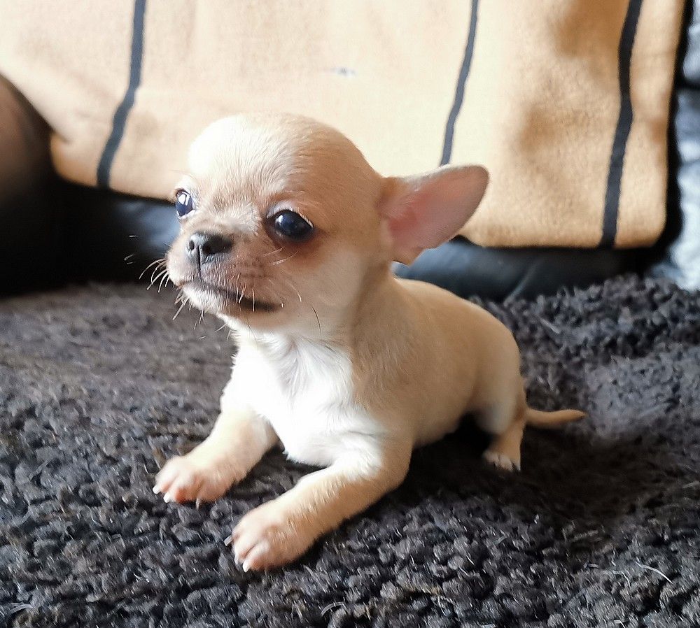 pablo