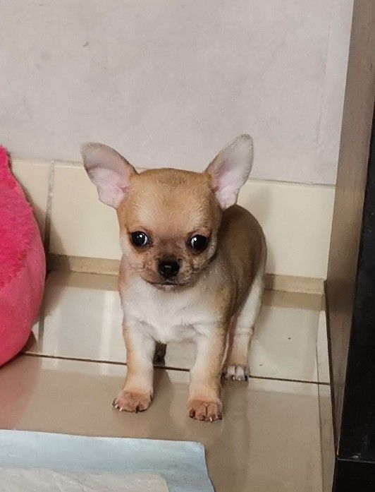 pablo