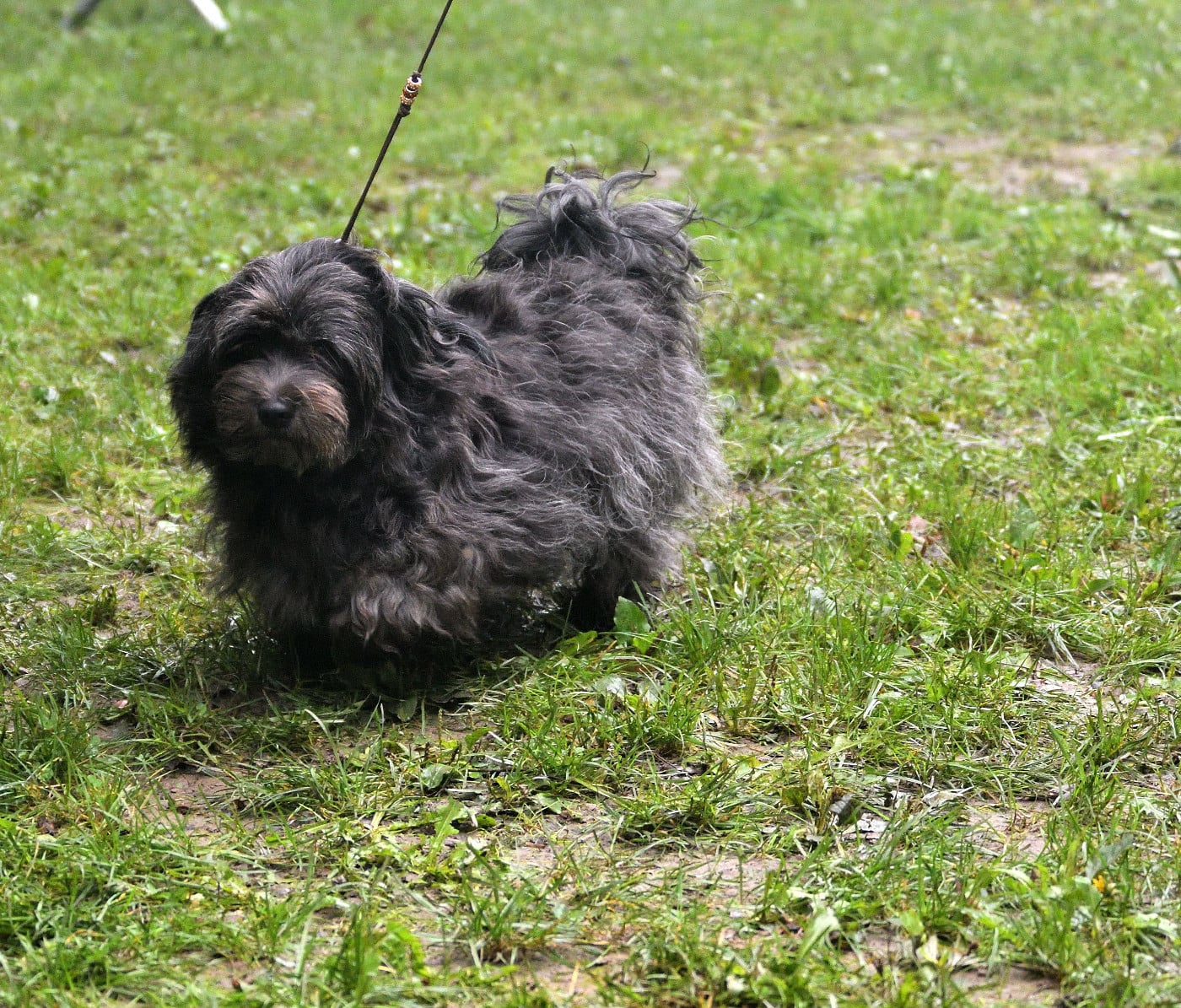 Uranus de La Forge aux sept flammes