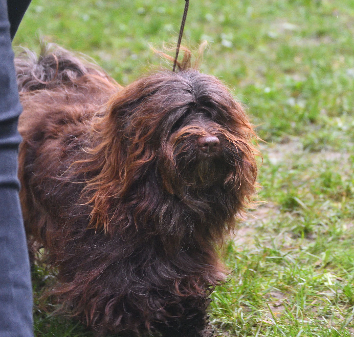 Tiago Au Bonheur Des Canins