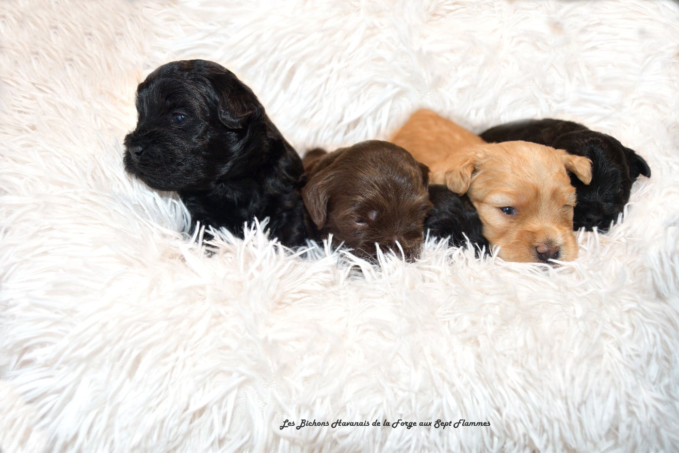 Bichon Havanais - La Forge aux sept flammes