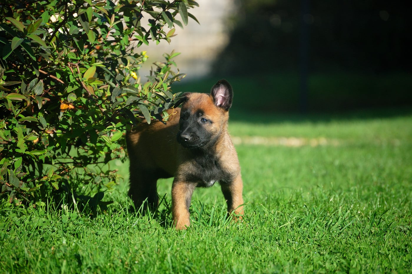 Chiot N°5 - Berger Belge