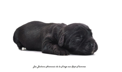 Les chiots de Bichon Havanais