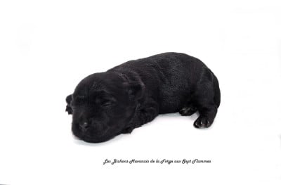 Les chiots de Bichon Havanais