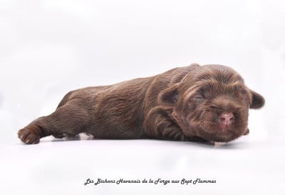 Les chiots de Bichon Havanais