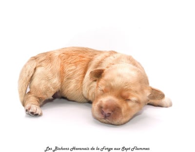 Les chiots de Bichon Havanais