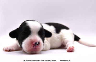 Les chiots de Bichon Havanais