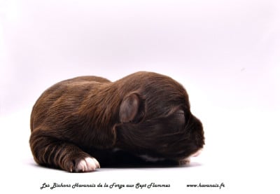 Les chiots de Bichon Havanais