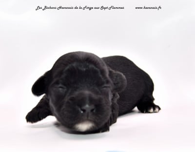 Les chiots de Bichon Havanais