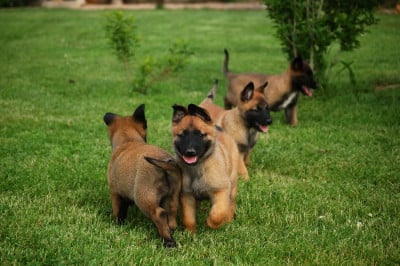 Les chiots de Berger Belge