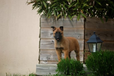 Les chiots de Berger Belge