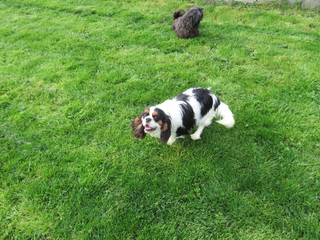 Tulipe de la maison du ryez