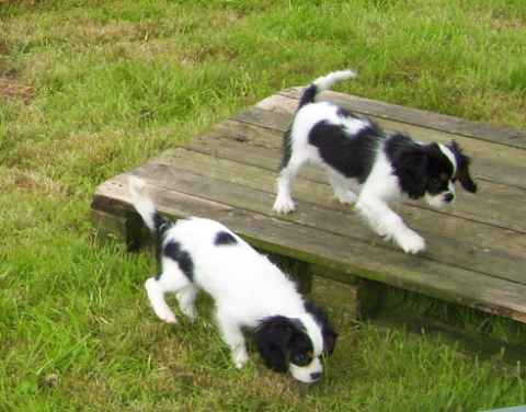 EIRELLE de la maison du ryez