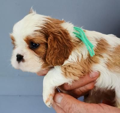 Publication : de la maison du ryez