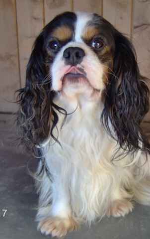 Publication : Du clos de la gardiere Auteur : natiez