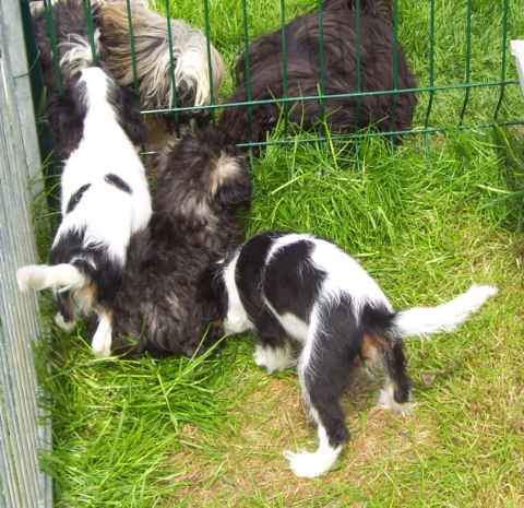 EIRELLE de la maison du ryez