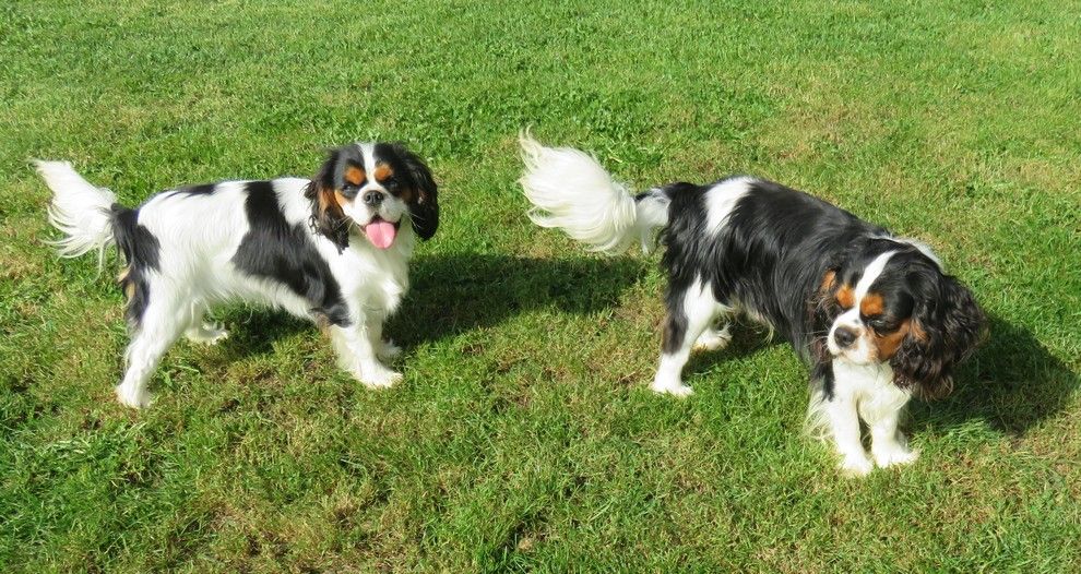 Tulipe de la maison du ryez