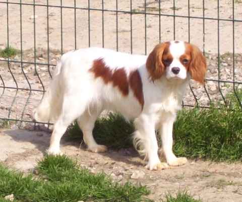 Diam's de la maison du ryez