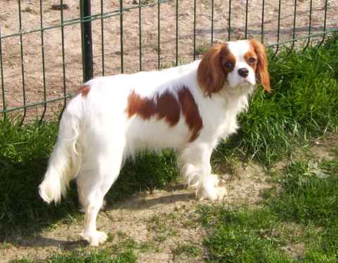 Diam's de la maison du ryez