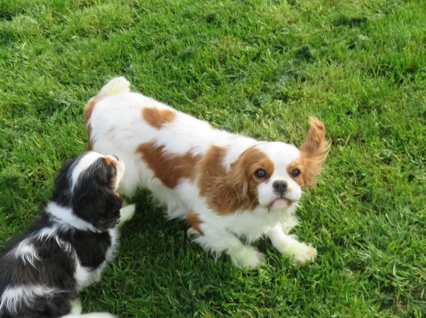 Publication : de la maison du ryez