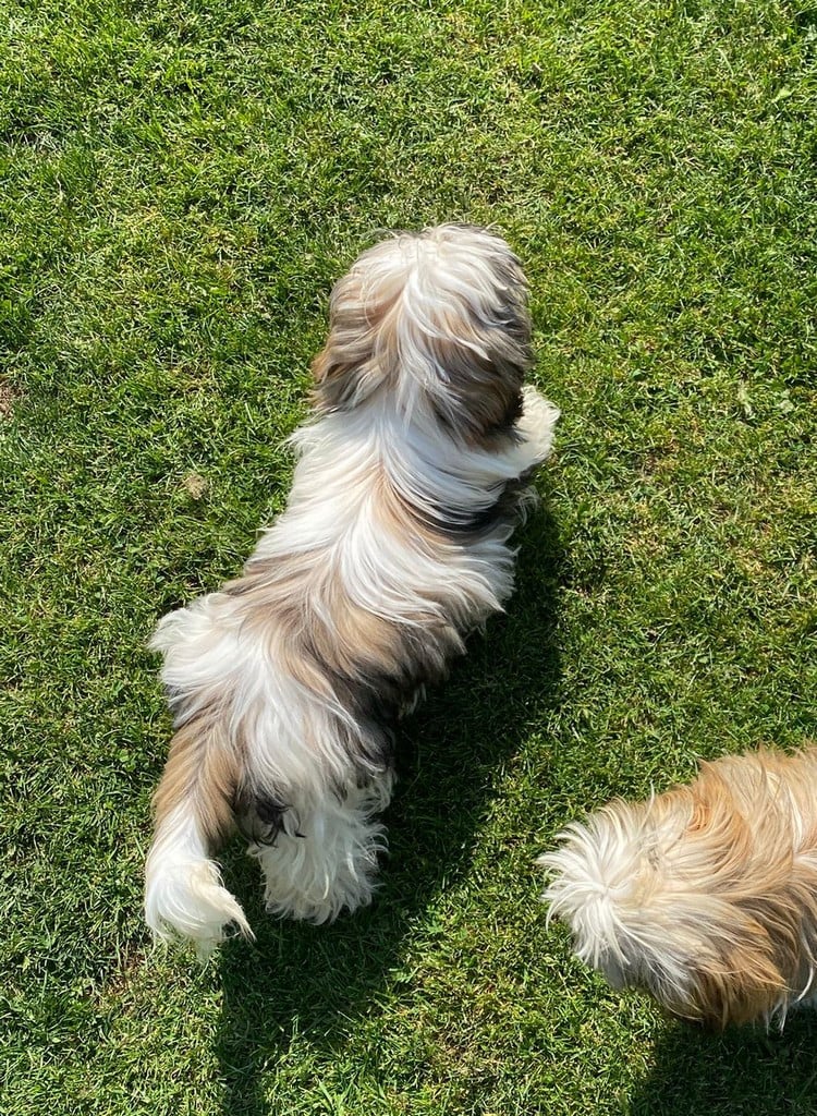 Arès Du Domaine De Mafleurio