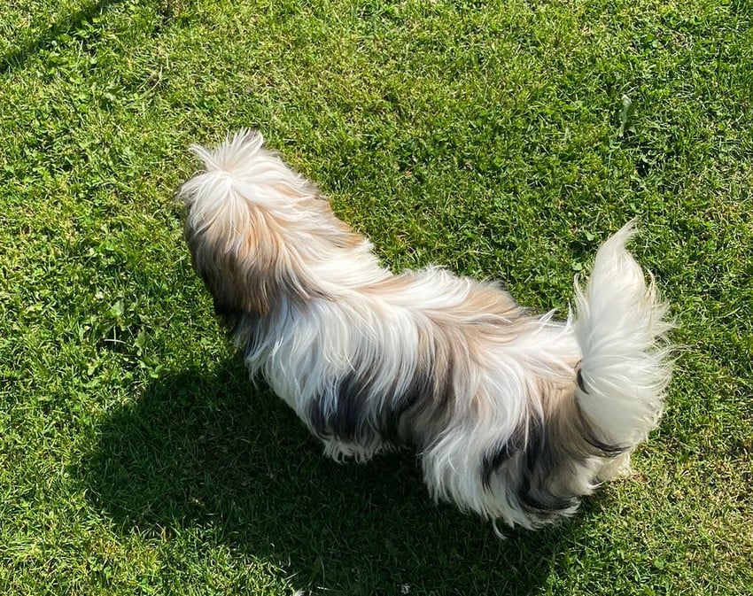 Arès Du Domaine De Mafleurio