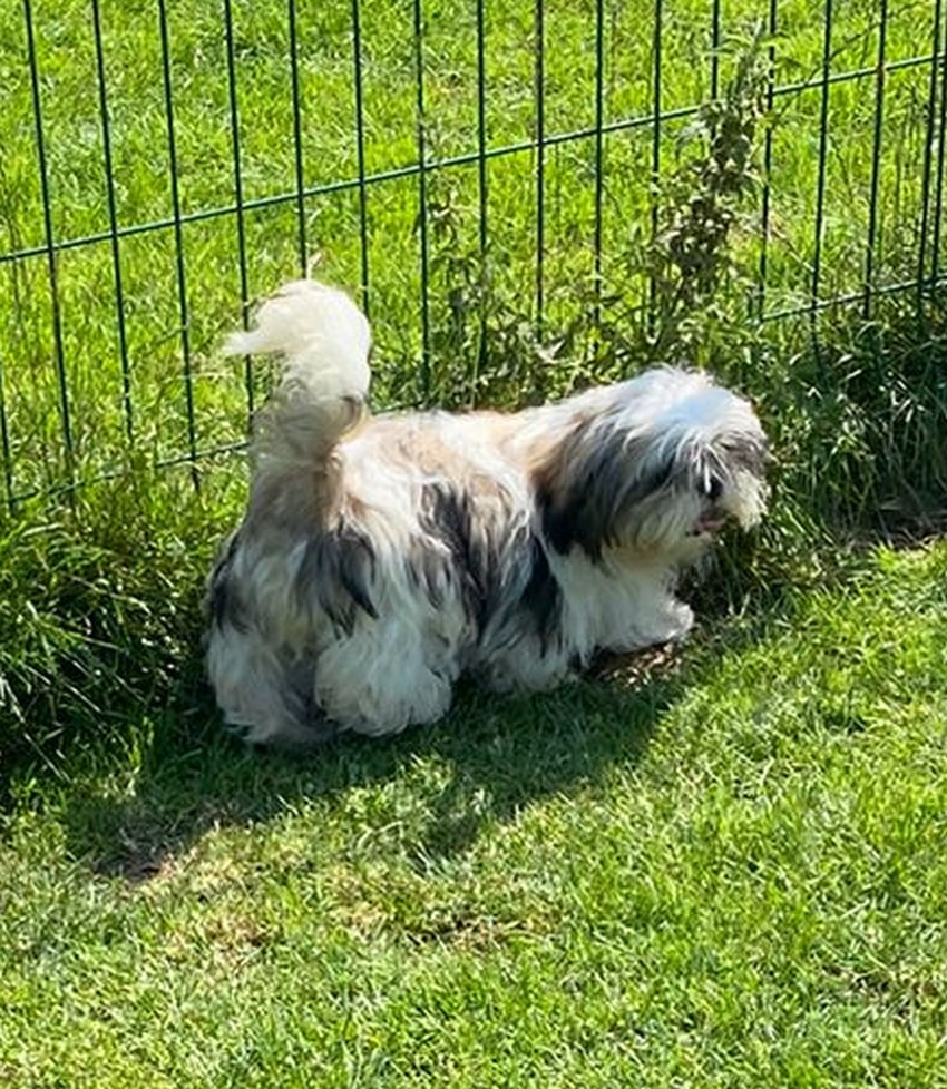 Arès Du Domaine De Mafleurio