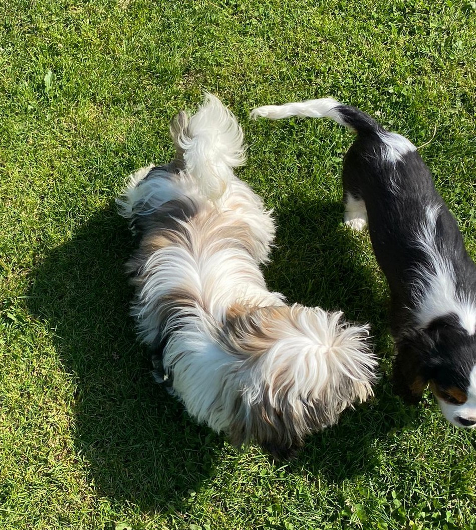 Arès Du Domaine De Mafleurio