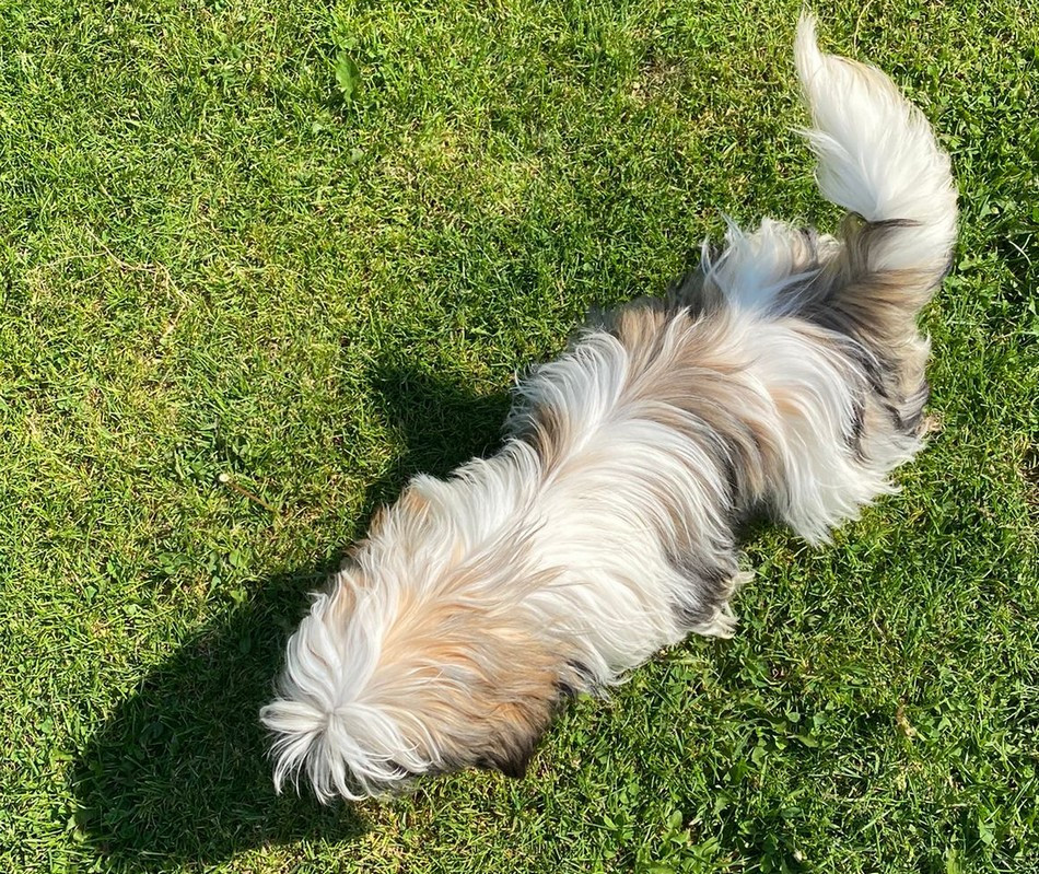 Arès Du Domaine De Mafleurio