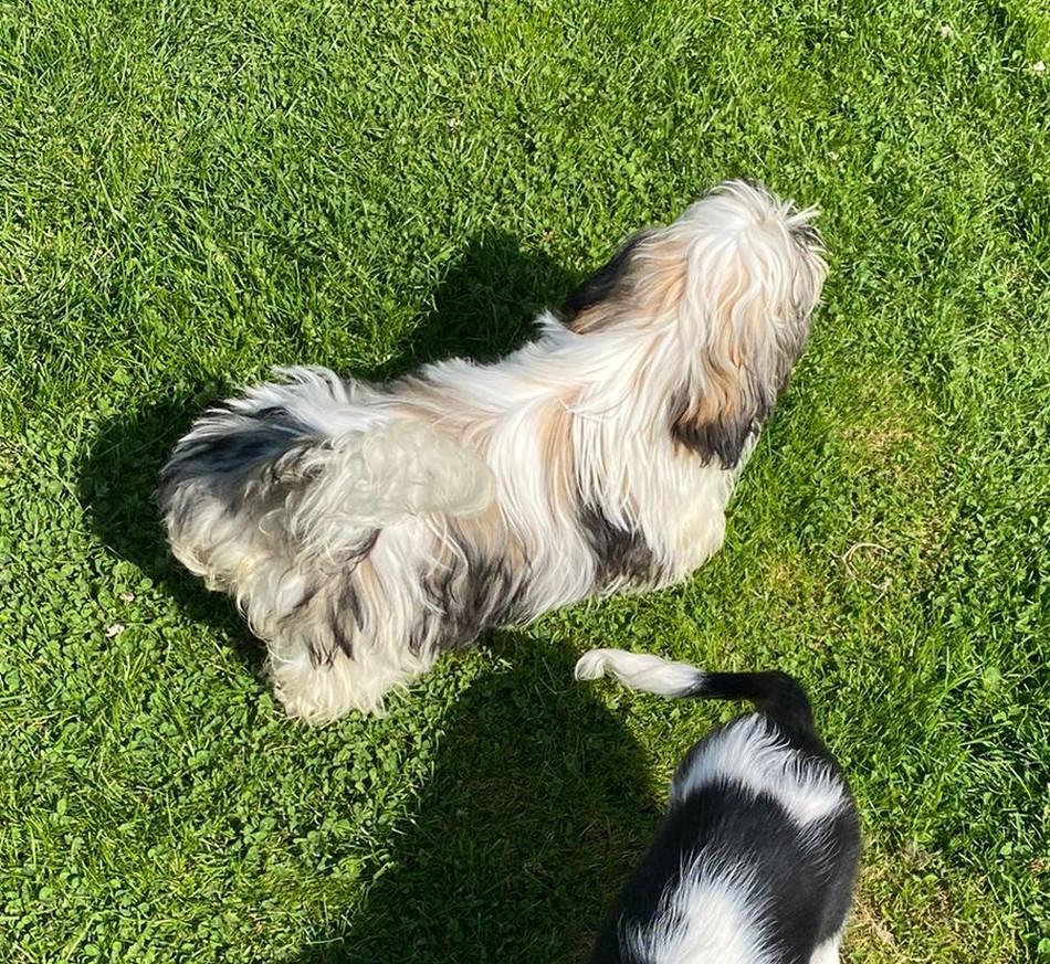 Arès Du Domaine De Mafleurio