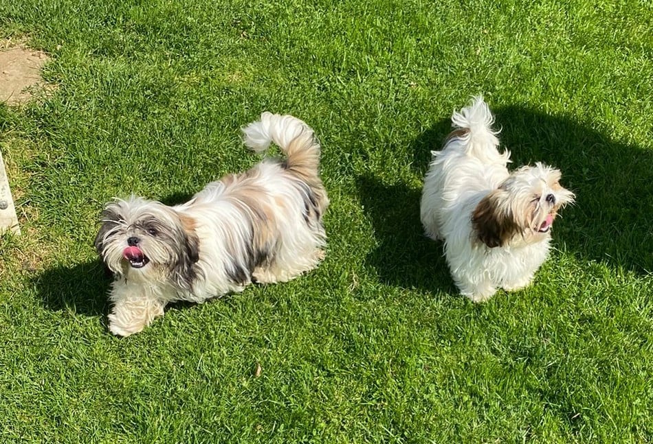 Arès Du Domaine De Mafleurio