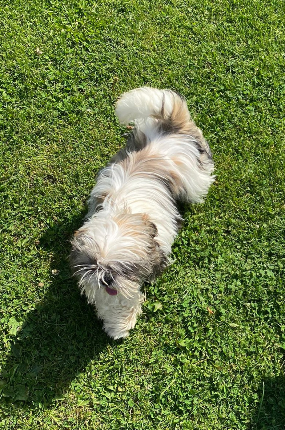 Arès Du Domaine De Mafleurio