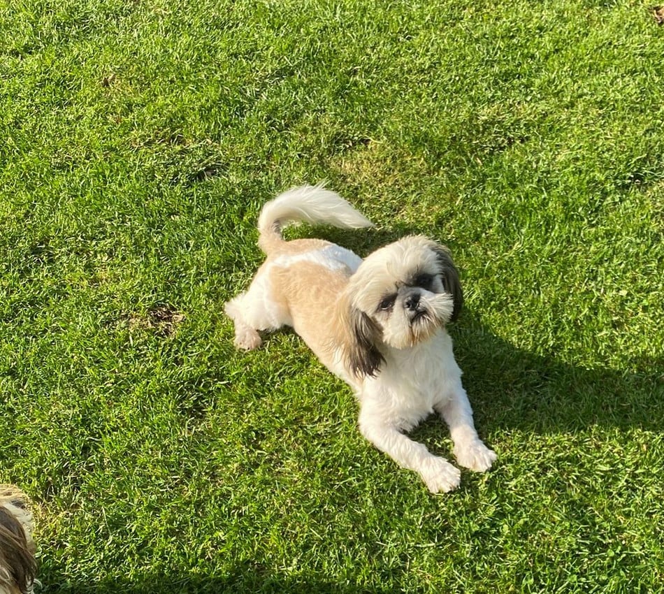 Arès Du Domaine De Mafleurio