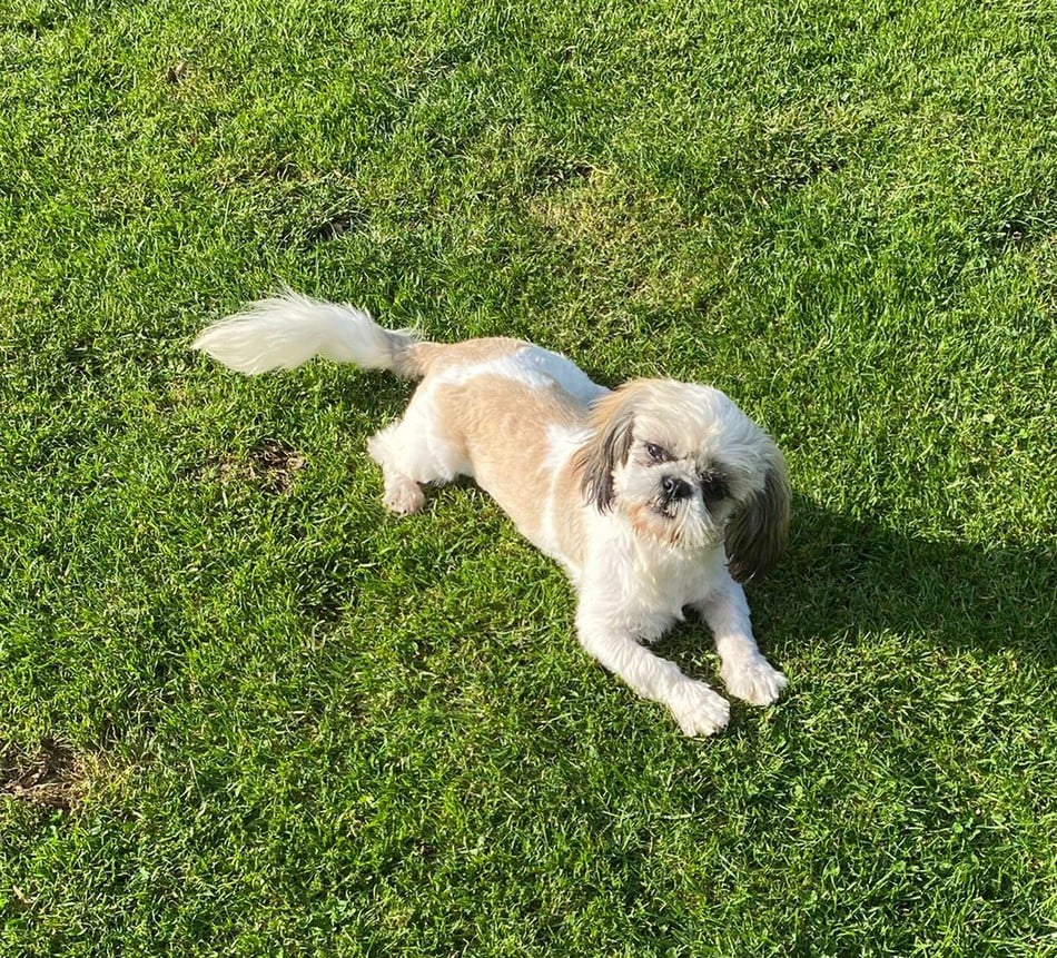 Arès Du Domaine De Mafleurio