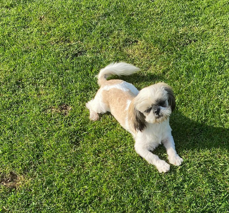 Arès Du Domaine De Mafleurio