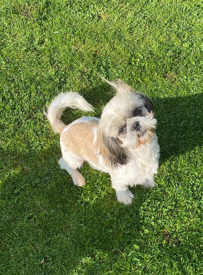 Arès Du Domaine De Mafleurio