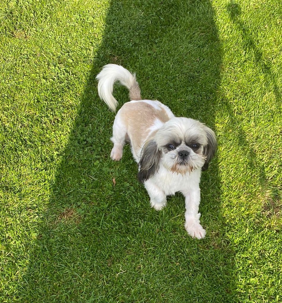 Arès Du Domaine De Mafleurio